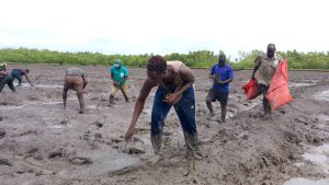 GUINÉ-BISSAU: IBAP e UICN PROMOVEM CAMPANHA DE RESTAURAÇÃO DO ECOSSISTEMA DE MANGAL