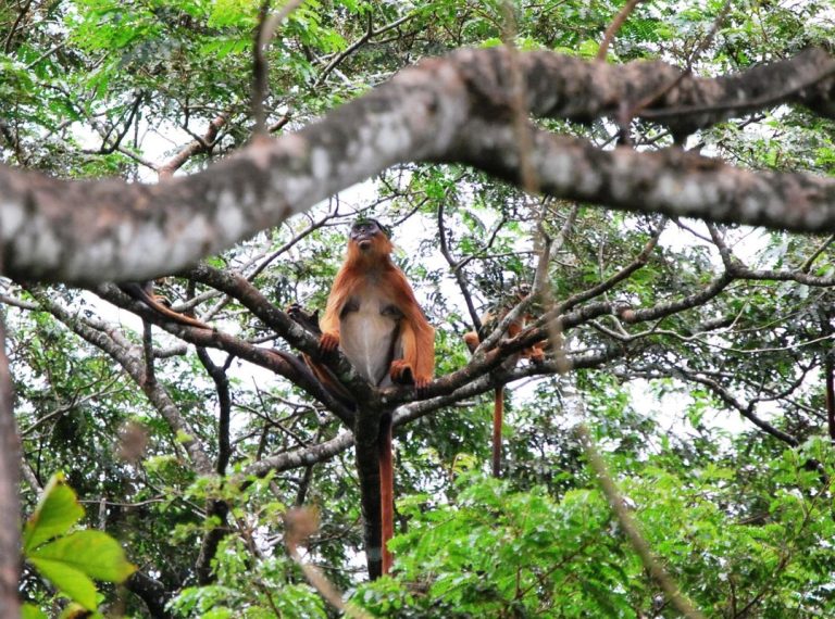 Floresta de Cantanhez corre risco de perder estatuto de importante ecossistema mundial