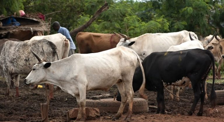 Gabú: Criadores de Gado Enfrentam Desafios com Falta de Áreas de Pastagens e Acesso à Água