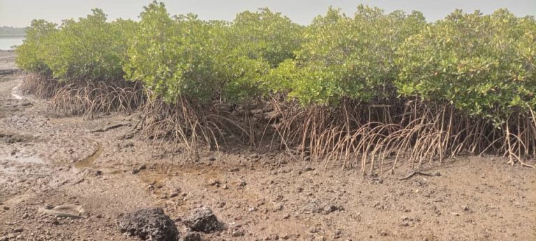 Proibida Extração de Areia na Praia de Quinhamel para Combater Erosão Costeira