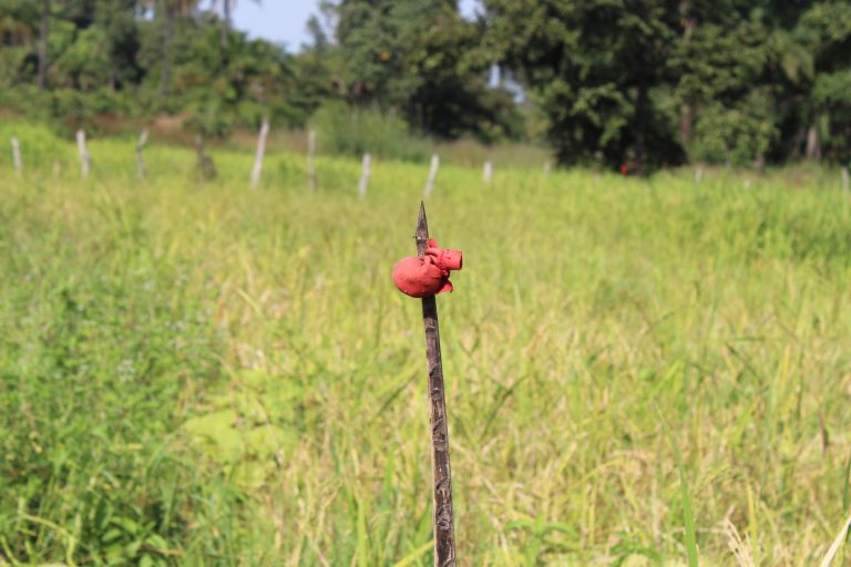 Guiné-Bissau: Aumento Ligeiro na Colheita de Arroz nas Comunidades Rurais, mas Desafios Persistem para a Segurança Alimentar